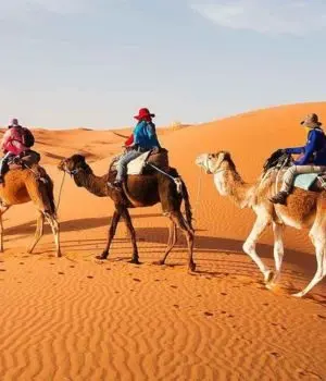 Guide in the Sahara dunes